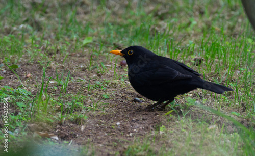 turdus merula