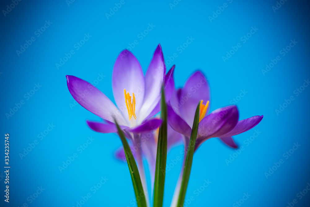 Fototapeta premium spring purple little crocus flowers isolated on blue