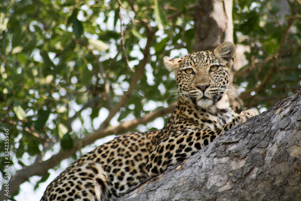 leopard in tree leopard in tree