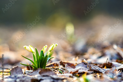 Close up view of small fresh snowdrops flowers growing among dry leaves in forest. First spring plants in woods.