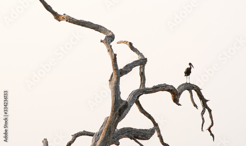 Stork in dead tree