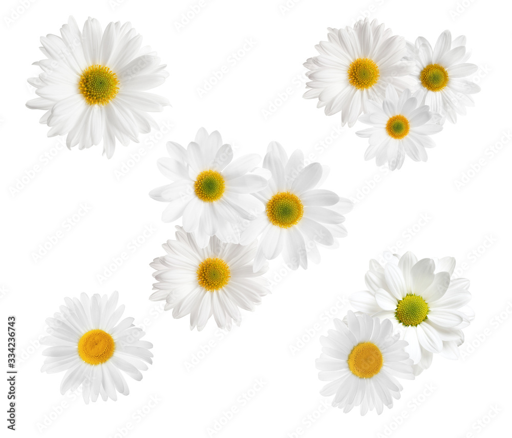 Set of beautiful chamomile flowers on white background, top view Set of beautiful chamomile flowers on white background, top view