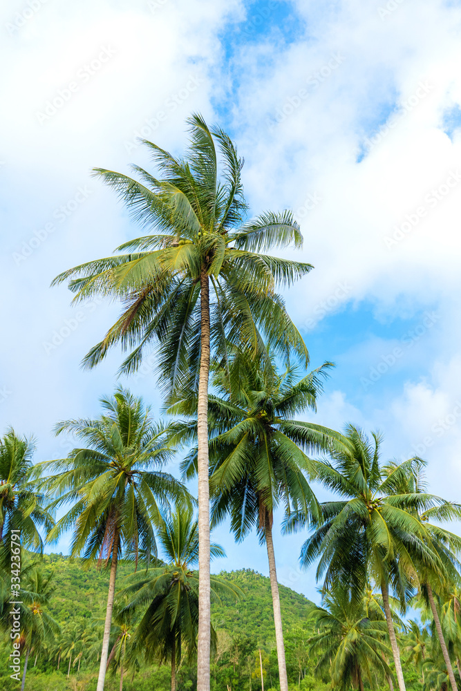 palm grove. Palm trees in the tropical jungle. Symbol of the tropics and warmth