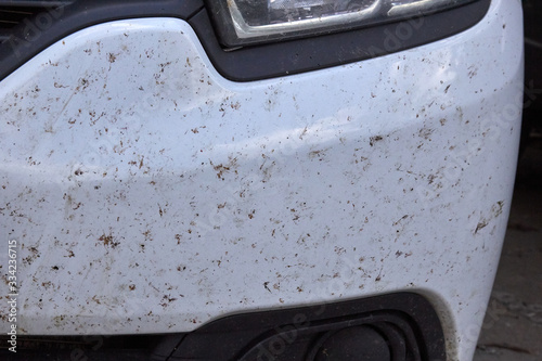midges insects on the bumper and hood of the car