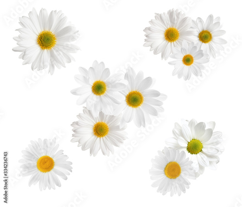 Set of beautiful chamomile flowers on white background, top view © New Africa