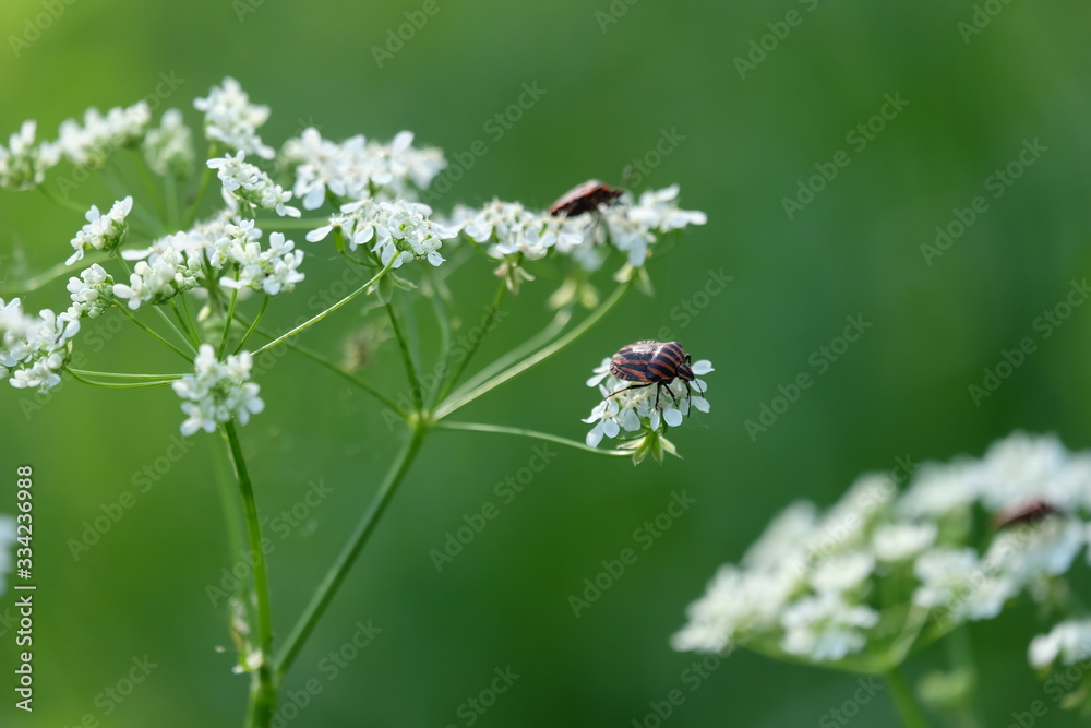 beetle beetle