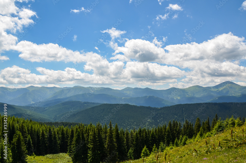 Mountain range Chornohora with its spurs in the Carpathian Mountains. Panoramic view from the opposite  Kostrych ridge, Ukraine