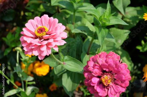 pink flowers in the garden