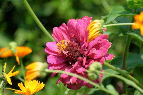 red flower