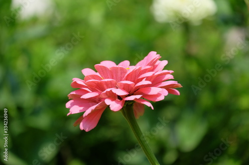 red flower in garden
