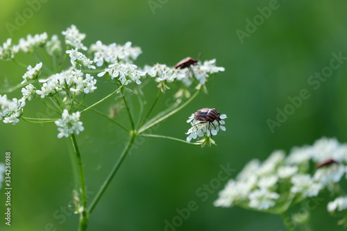 beetle