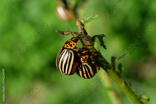 Colorado beetle