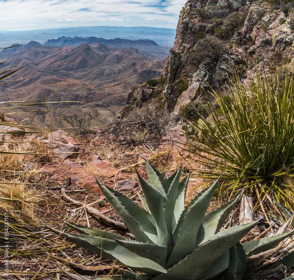 Agave And Sotol Yucca On The South Rim And The Chisos Mountains Across The Chihuahuan Desert, Big Bend National Park, Texas, USA Agave And Sotol Yucca On The South Rim And The Chisos Mountains Across The Chihuahuan Desert, Big Bend National Park, Texas, USA