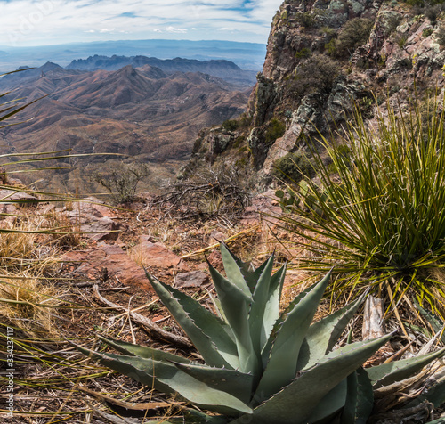 Agave And Sotol Yucca On The South Rim And The Chisos Mountains Across The Chihuahuan Desert, Big Bend National Park, Texas, USA © Billy McDonald