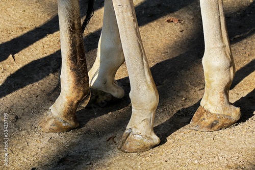 Close up of a giraffe's hooves