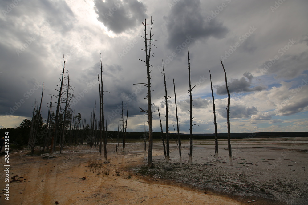 Dead Trees into the Lower Geyser Basin area, Yellowstone National Park