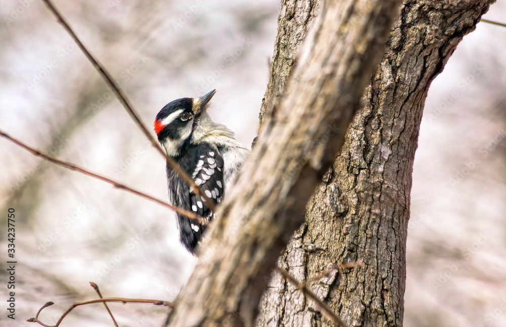 Downy Woodpecker in Tree Downy Woodpecker in Tree
