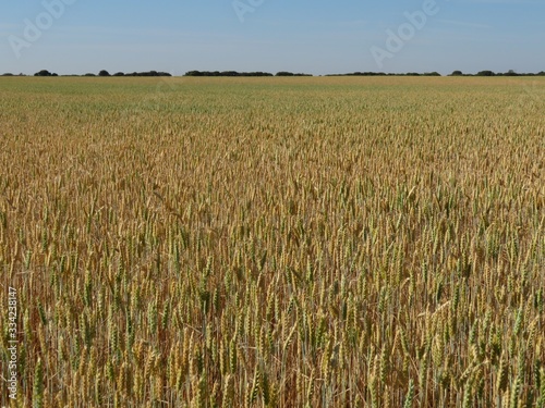 Beautiful grain field with large spikes of intense color