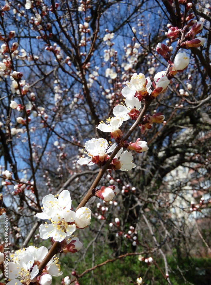 Apricot blossom. Apricot tree in bloom. Apricot blossom. Apricot tree in bloom.