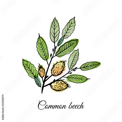 medical herbs Common beech