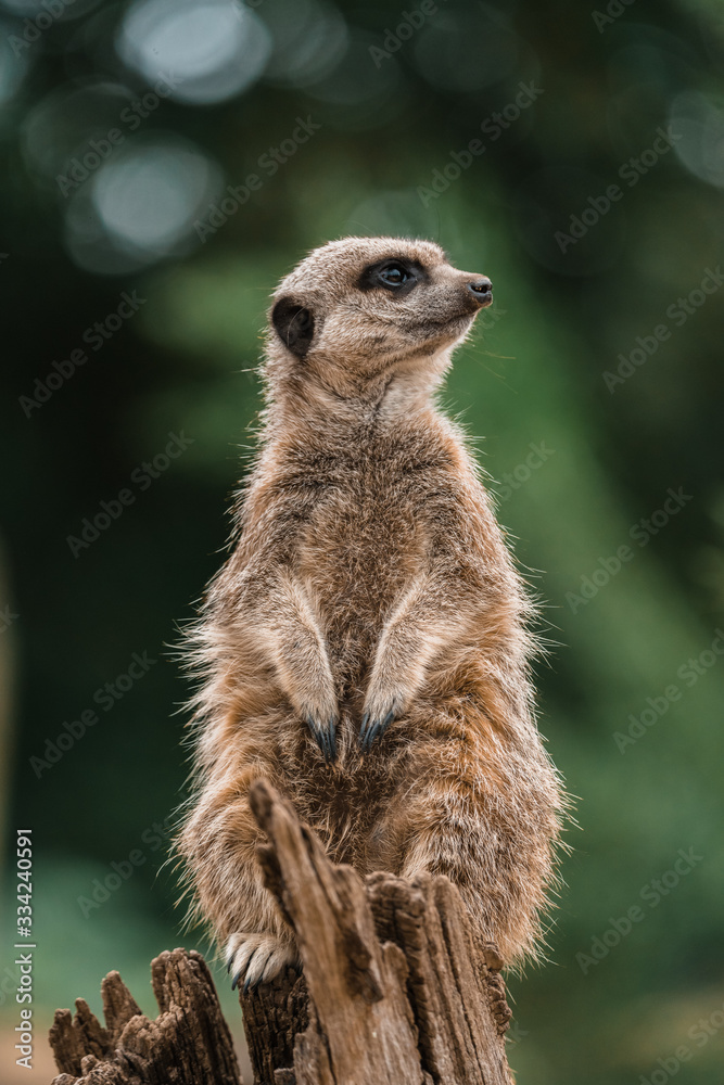 Fototapeta premium Meerkat