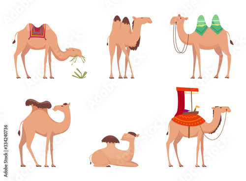 Camel. African desert egypt or india travel animals vector cartoon camels illustration. Camel african dromedary, africa travel and tourism