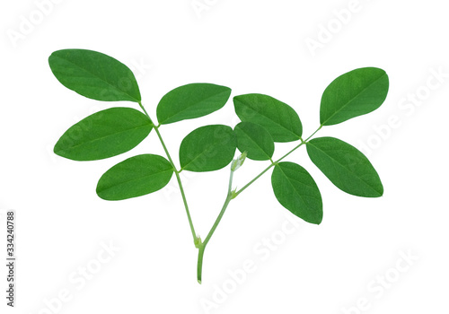 butterfly pea green leaves. herb of thai food. isolated on white background with clipping path