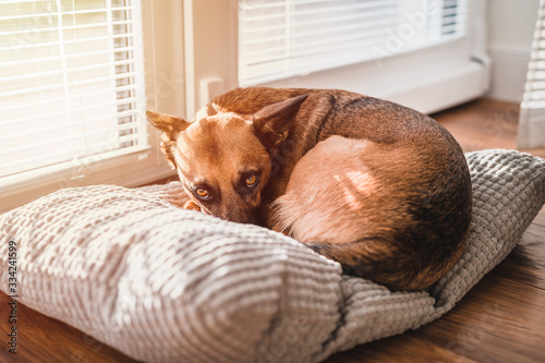 Small brown dog sleeping by window. Sleeping dog by sunset.