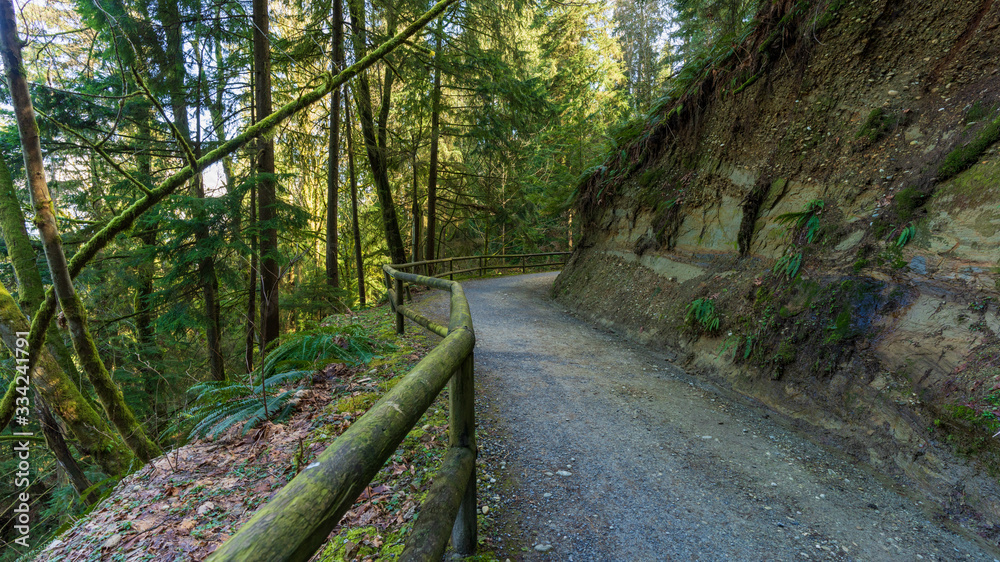 Forest trail on the mountain Forest trail on the mountain