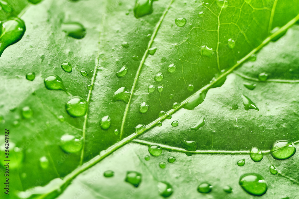 Green leaf of a plant with drops of water on it. Macro. Close-up. Green leaf of a plant with drops of water on it. Macro. Close-up.