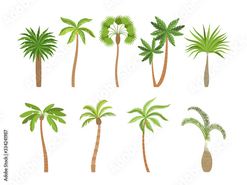 Palm tree. Brazil hawaii exotic plants with coconut vector cartoon illustrations. Summer tropical plant  palm tree exotic  branch nature coconut