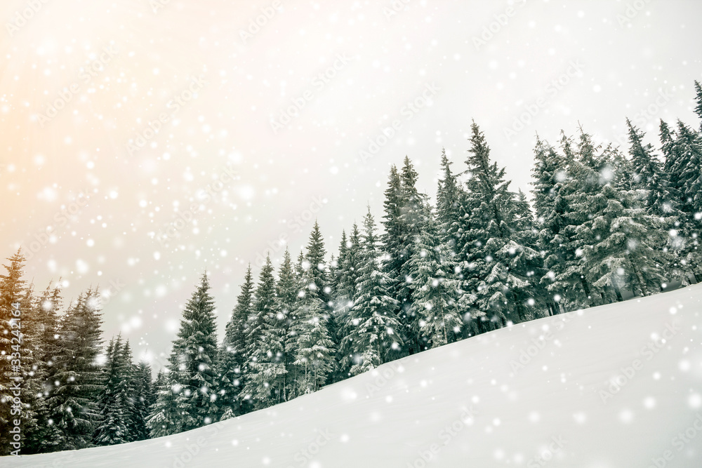 Fairy tale winter landscape. Pine trees with snow and frost on mountain slope lit by bright sun rays on blue sky and falling snowflakes copy space background. Happy New Year and merry Christmas card. Fairy tale winter landscape. Pine trees with snow and frost on mountain slope lit by bright sun rays on blue sky and falling snowflakes copy space background. Happy New Year and merry Christmas card.