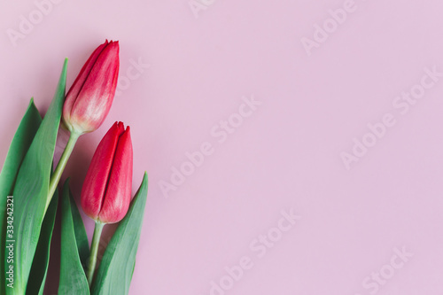 Fototapeta Naklejka Na Ścianę i Meble -  Tender red pink tulips on pastel pink background. Greeting card for Mother's day.