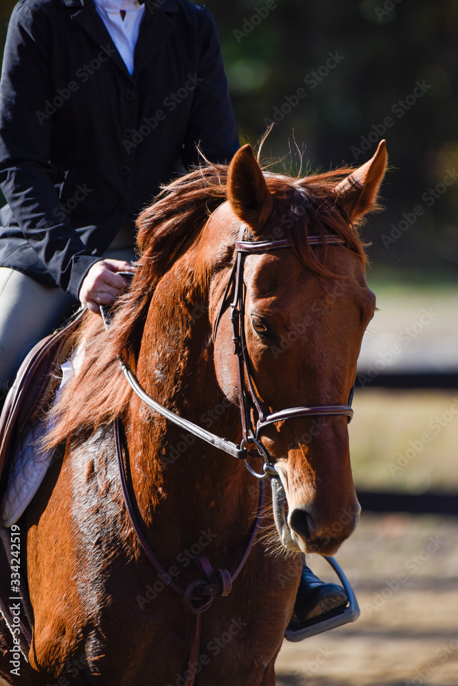 Obraz premium Hunter/jumper horse show