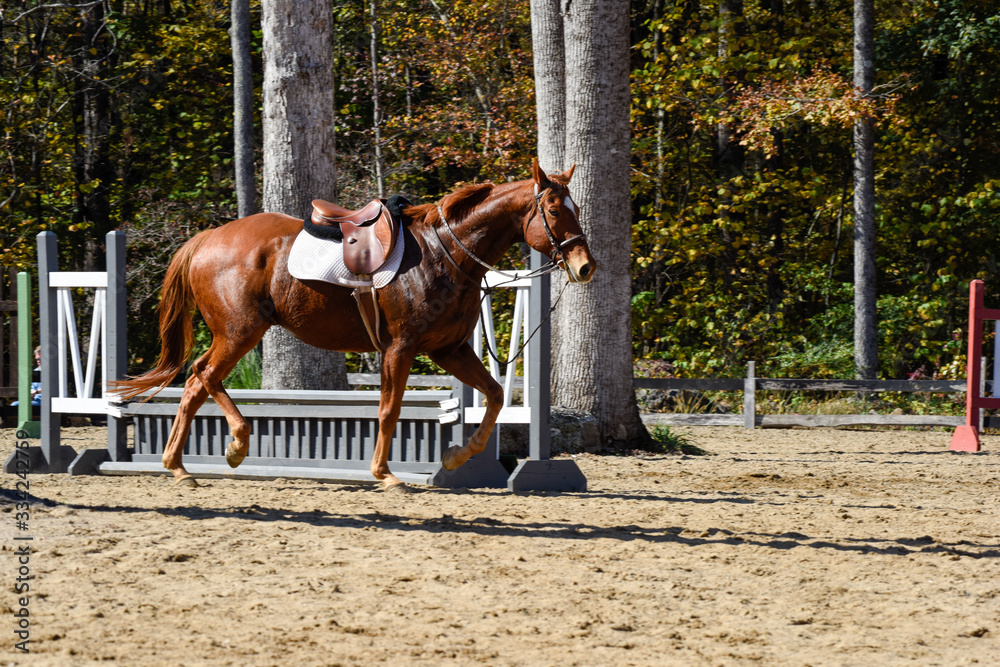 Hunter/jumper horse show Hunter/jumper horse show