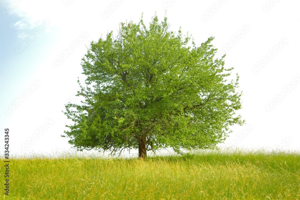 Fototapeta premium Zielone drzewo na łące