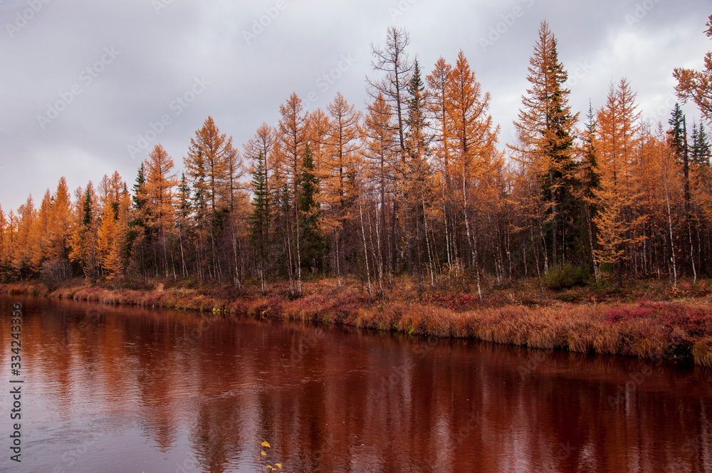 Brown river slow flowing across the brown and yellow forest with reflections of pines and trees in the water. Autumn on the north with dark blue sky above