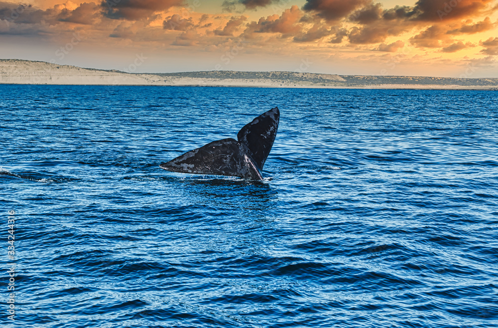 Fototapeta premium franca