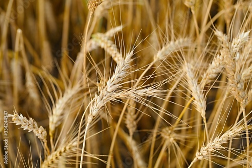 Wheat growing on an agricultural field
