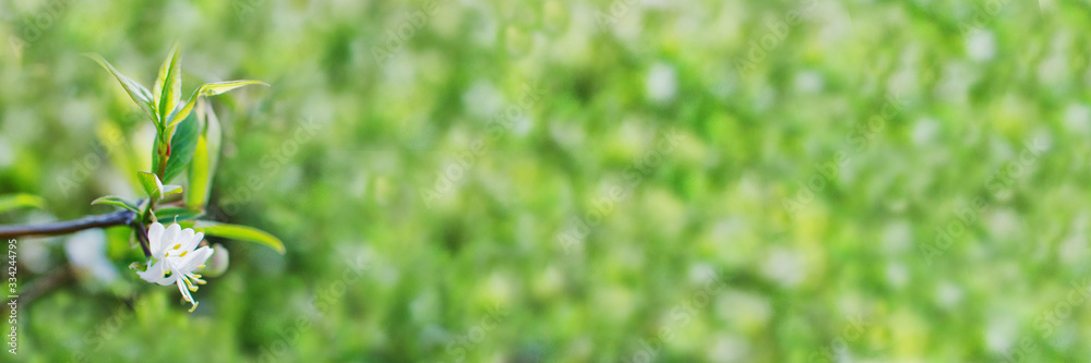 beautifully blossoming branch with a white flower on a blurred bokeh background for web beautifully blossoming branch with a white flower on a blurred bokeh background for web