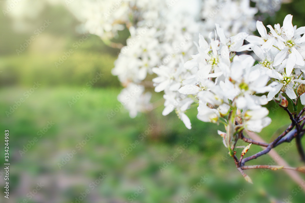 beautiful branch with blooming white flowers in the park