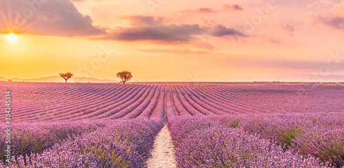 Wonderful scenery, amazing summer landscape of blooming lavender flowers, peaceful sunset view, agriculture scenic. Beautiful nature background, inspirational concept