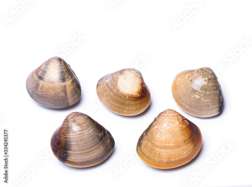 clam shell raw fresh seafood on plate isolated on white background