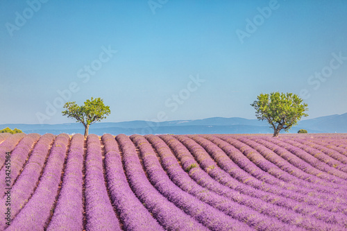 Wonderful scenery, amazing summer landscape of blooming lavender flowers, peaceful nature view, agriculture scenic. Beautiful nature background, inspirational concept