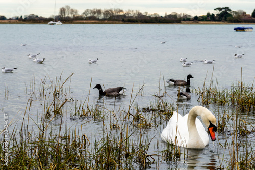 Wallpaper Mural Swan and other water fowl on an inland waterway Torontodigital.ca