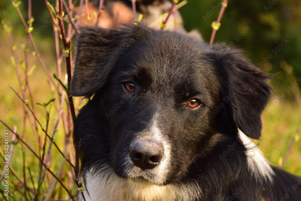 Chien au soleil Chien au soleil