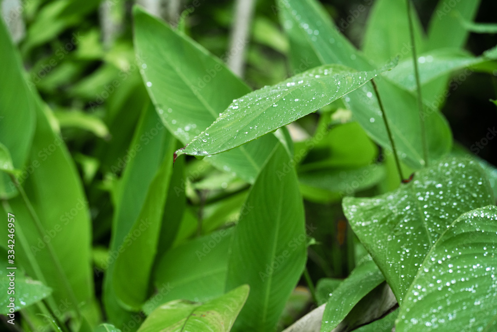 Raindrops on a green leaf. Natural hydration of plants. Raindrops on a green leaf. Natural hydration of plants.