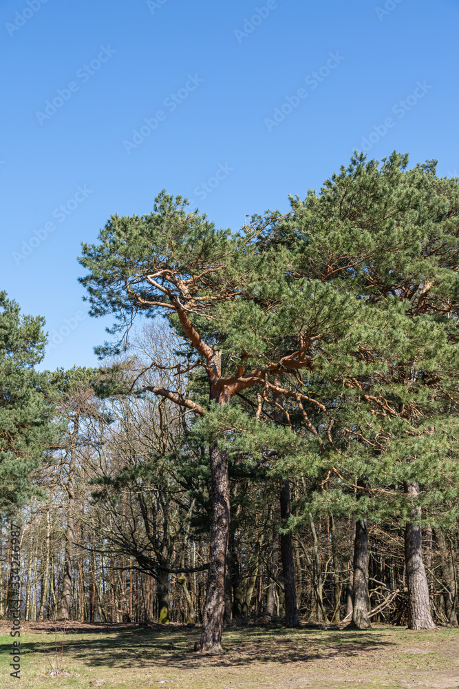 Fototapeta premium Pine tree in a park on a sunny spring day