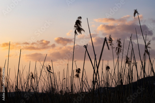 dry cane at sunset nature background