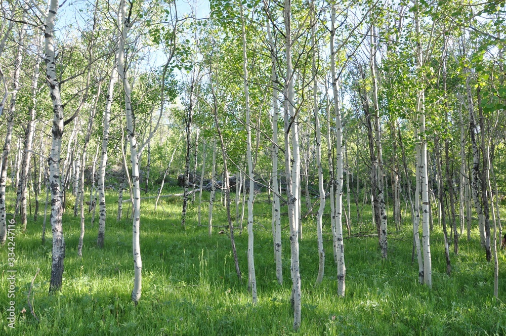 Obraz premium Aspen Forest